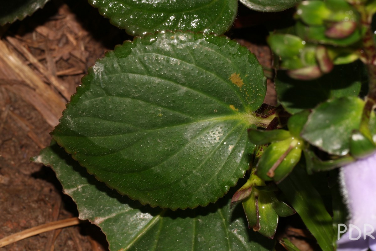 Gloxinia perennis (L.) Druce